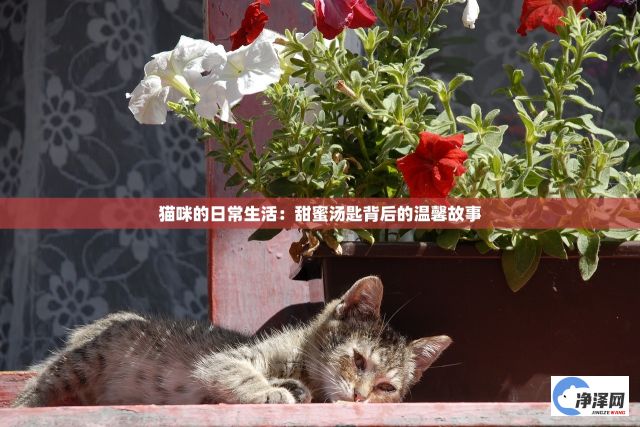 猫咪的日常生活：甜蜜汤匙背后的温馨故事